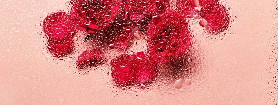 Flowers under glass with water drops. Red roses on pink banner and blobs p... Stock Photos