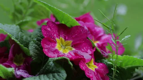 The Flowers Under The Rain Stock Footage 130979054