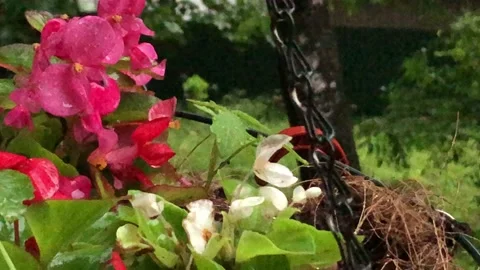 Flowers under the rain Stock Footage 134598857