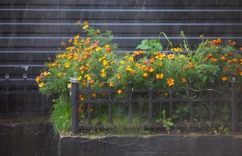 Flowers under rain Stock Photos