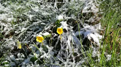 Flowers under snow 動画素材 11262933