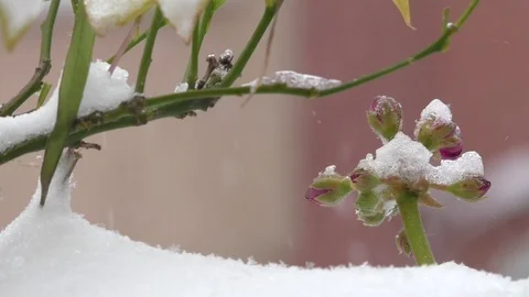 Flowers under the snow Stock Footage
