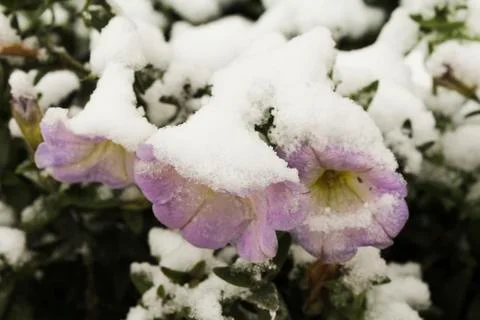 Flowers under the snow Stock Photos
