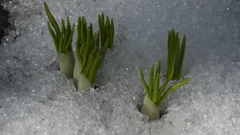 Flowers under the snow, spring Stock Footage 196890346