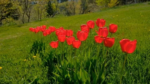 Flowers under the sun Stock Footage 112037947