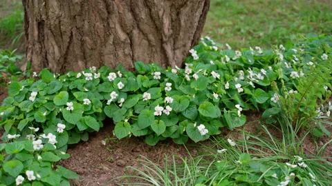 Flowers under tree nature background pattern real white color seasonal plants Stock Footage 154374810
