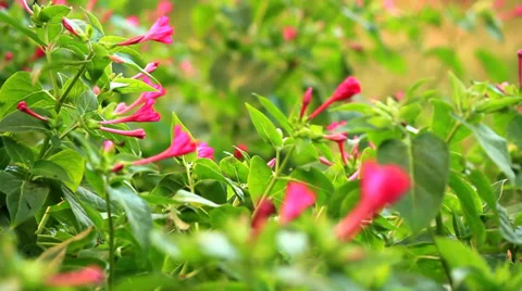 FLOWERS UNDER THE WIND Video stock 28849772