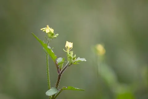 Flowers with unfocused background Foto stock