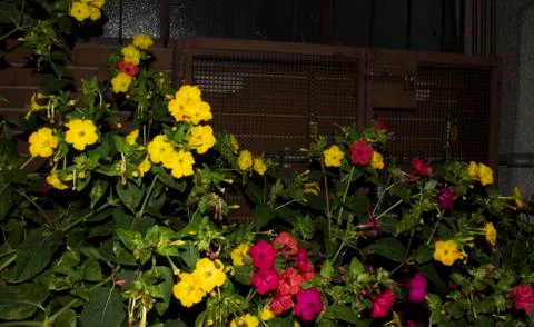 Flowers in the urban environment of Novara, Italy Stock Photos