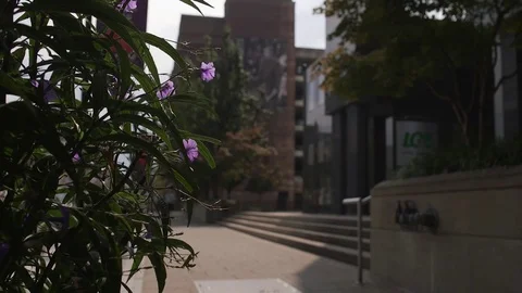 Flowers in urban setting Stock Footage 76326932