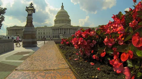 Flowers by U.S. Capitol Building Stock Footage 36135658