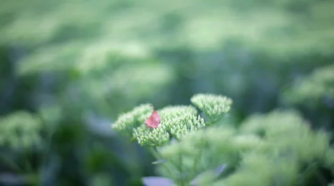 Flowers. variable focus Stock Footage 498089