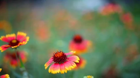 Flowers. variable focus Stock Footage 498192