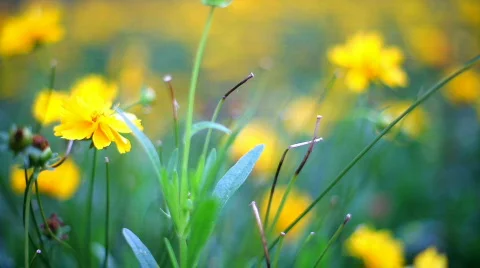 Flowers. variable focus Stock Footage 498223