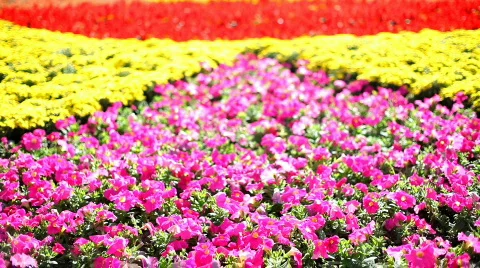 Flowers. variable focus Video stock 559936