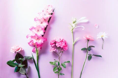 Flowers various top down view. Stock Photos