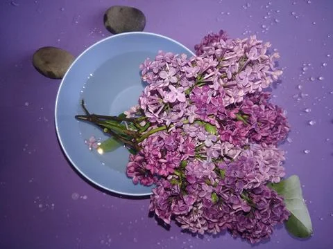 Flowers in a vase. Stock Photos