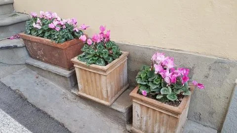 Flowers in vases Foto stock