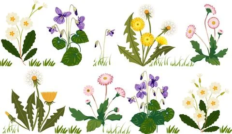 Flowers vector set dandelion violet primrose and daisy Stock Illustration