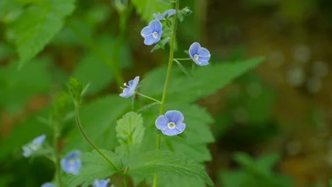 Flowers Veronica Chamaedrys Stock Footage 137334728
