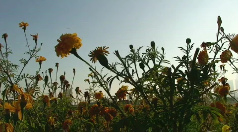 Flowers - Vertical Pan Stock Footage 284629