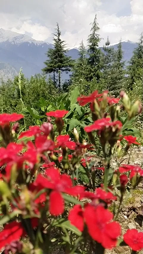 Flowers vertival cam Vidéo 240933849