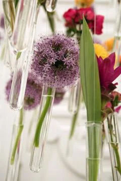 Flowers in the vials Stock Photos