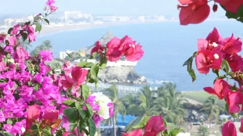 Flowers with view Stock Footage 11630884