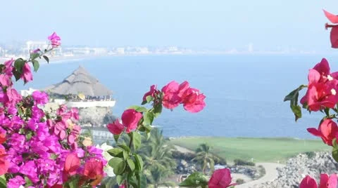Flowers with view Stock Footage 11631006