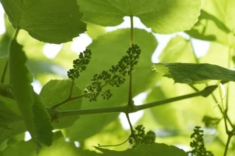 Flowers of vine Stock Photos