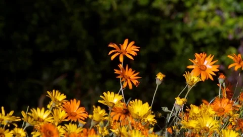 Flowers in  Violent Wind Video stock 96465934