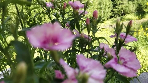 Flowers violet color Stock Footage 239298981