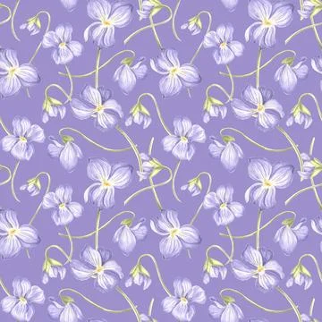 Flowers Violet Seamless pattern Dark background. Watercolor garden pansy. Hand 스톡 일러스트
