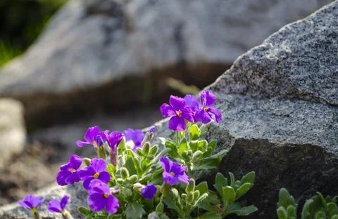 Flowers of violets close up sprouting between rocky underground on hard grey  Stock Photos