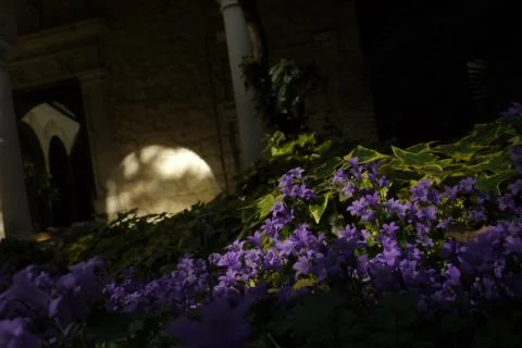 Flowers of violets Stock Photos