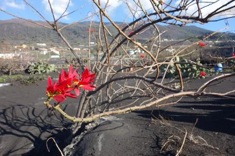 FLOWERS in volcano ashes Stock Photos