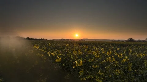 Flowers Wake Up Call - Timelapse - 4K - 23.98 fps - England - UK Stock Footage 147494435