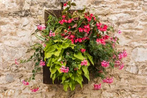 Flowers on Wall Chamery Stock Photos