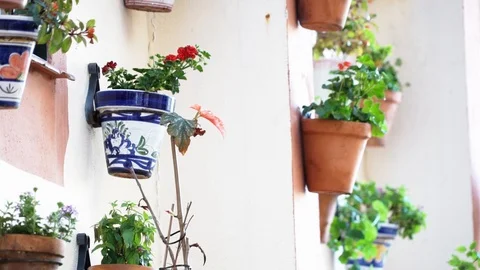 Flowers on the wall Stock Footage 89684349