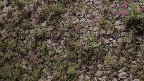 Flowers on the wall of an old stone house Stock Footage 75017079