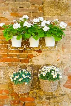 Flowers on a wall Stock Photos