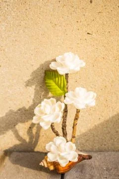 Flowers on the wall Stock Photos