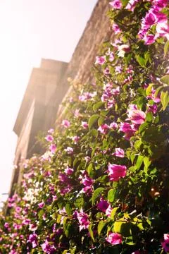 The flowers on the wall Stock Photos