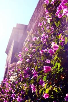 The flowers on the wall Stock Photos