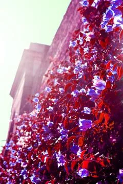 The flowers on the wall Stock Photos