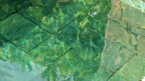 Flowers in water Stock Footage 20448319