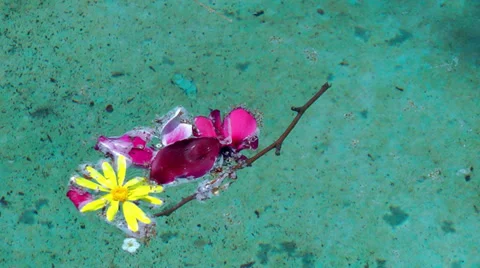Flowers on the Water Stock Footage 37060090