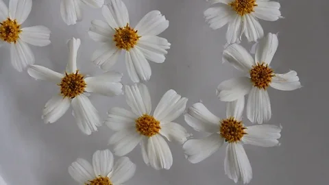 Flowers in the water Stock Footage 72971655