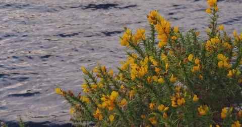Flowers on Water Stock-Footage 85641957