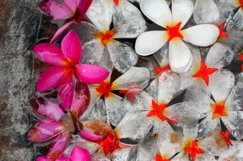 Flowers in the water Stock Photos